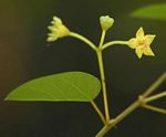 Helinus integrifolius
