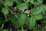 Corchorus aestuans