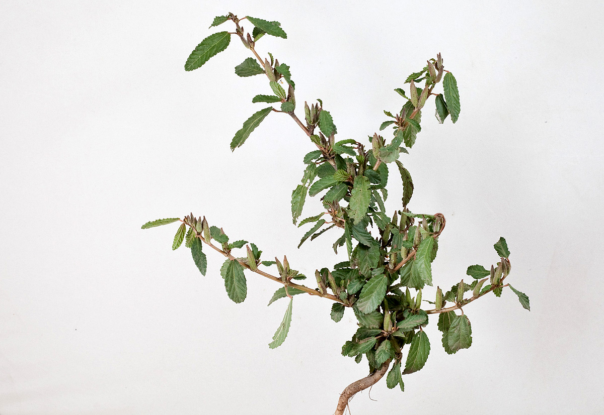 Corchorus fascicularis Corchorus fascicularis