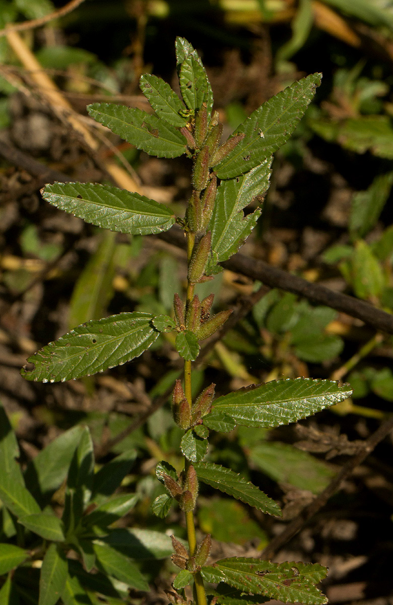 Corchorus fascicularis Corchorus fascicularis