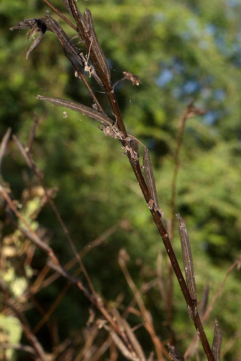 Corchorus olitorius