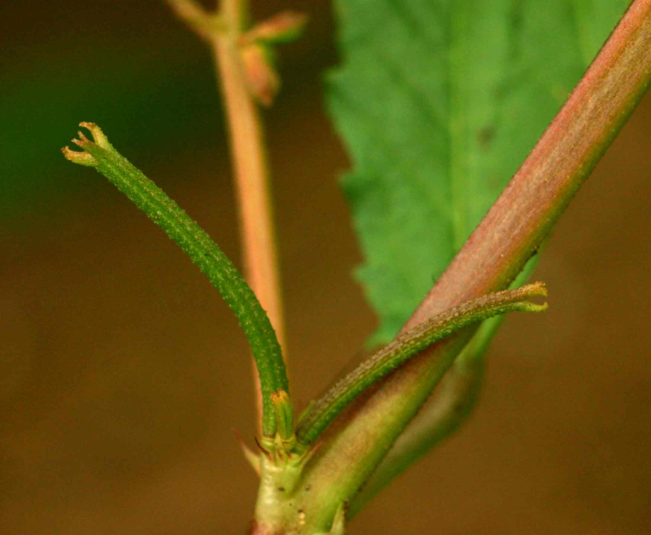 Corchorus tridens