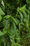 Corchorus trilocularis