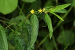 Corchorus trilocularis