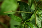 Corchorus trilocularis