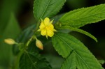 Corchorus trilocularis