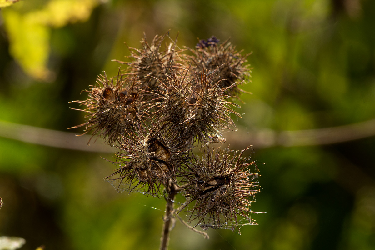 Sparrmannia ricinocarpa subsp. ricinocarpa Sparrmannia ricinocarpa subsp. ricinocarpa
