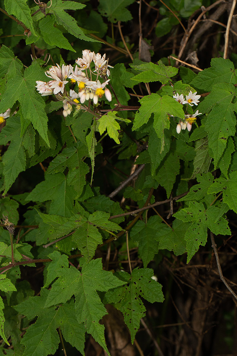 Sparrmannia ricinocarpa subsp. ricinocarpa Sparrmannia ricinocarpa subsp. ricinocarpa