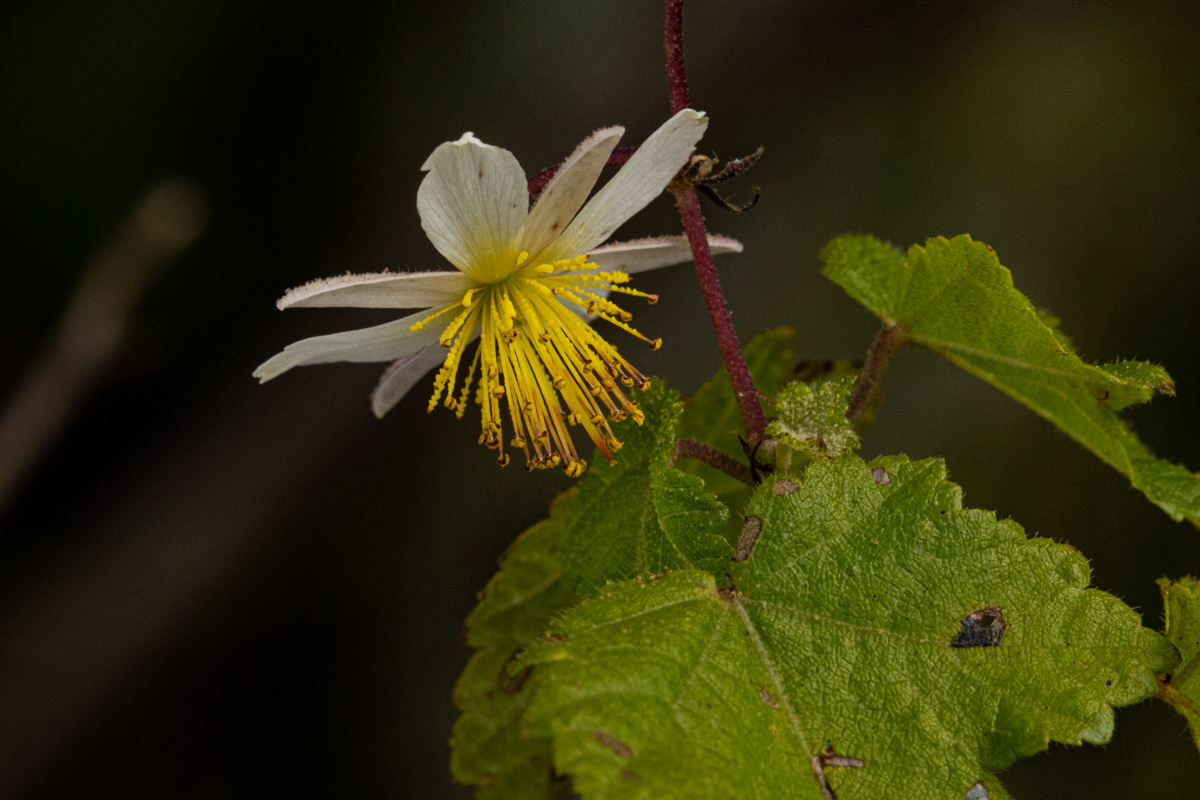 Sparrmannia ricinocarpa subsp. ricinocarpa Sparrmannia ricinocarpa subsp. ricinocarpa