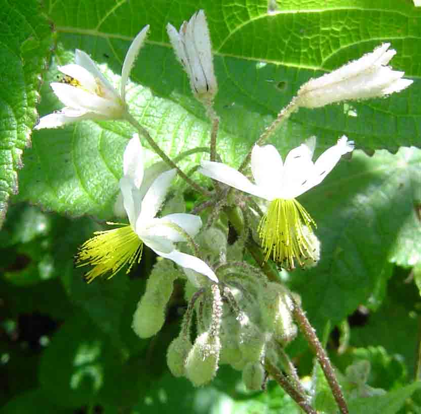 Sparrmannia ricinocarpa subsp. ricinocarpa Sparrmannia ricinocarpa subsp. ricinocarpa