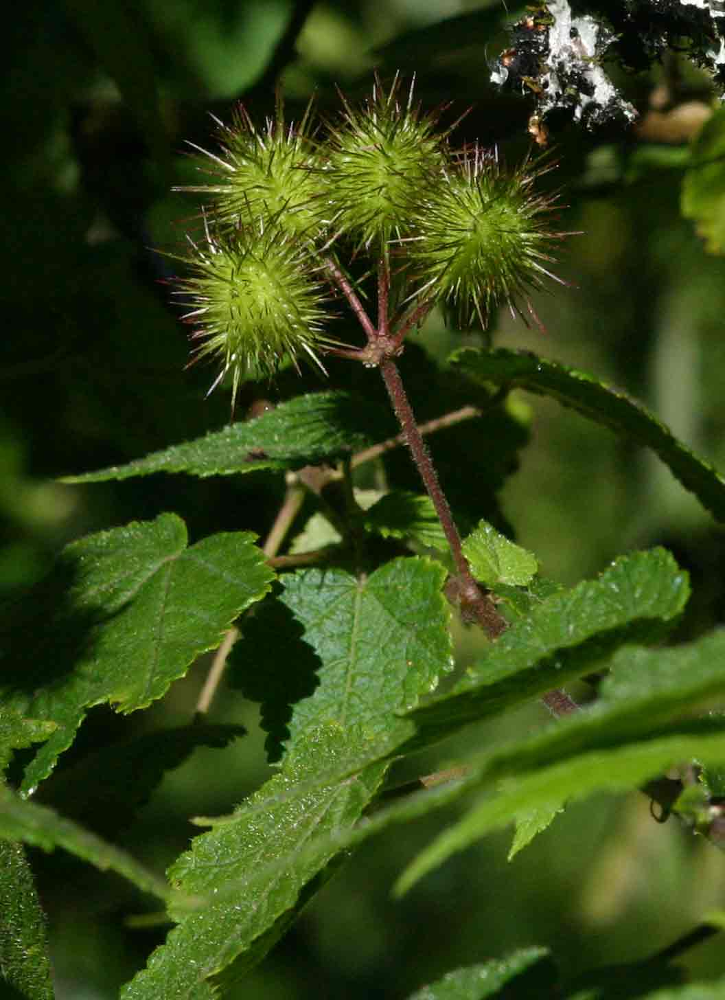 Sparrmannia ricinocarpa subsp. ricinocarpa Sparrmannia ricinocarpa subsp. ricinocarpa