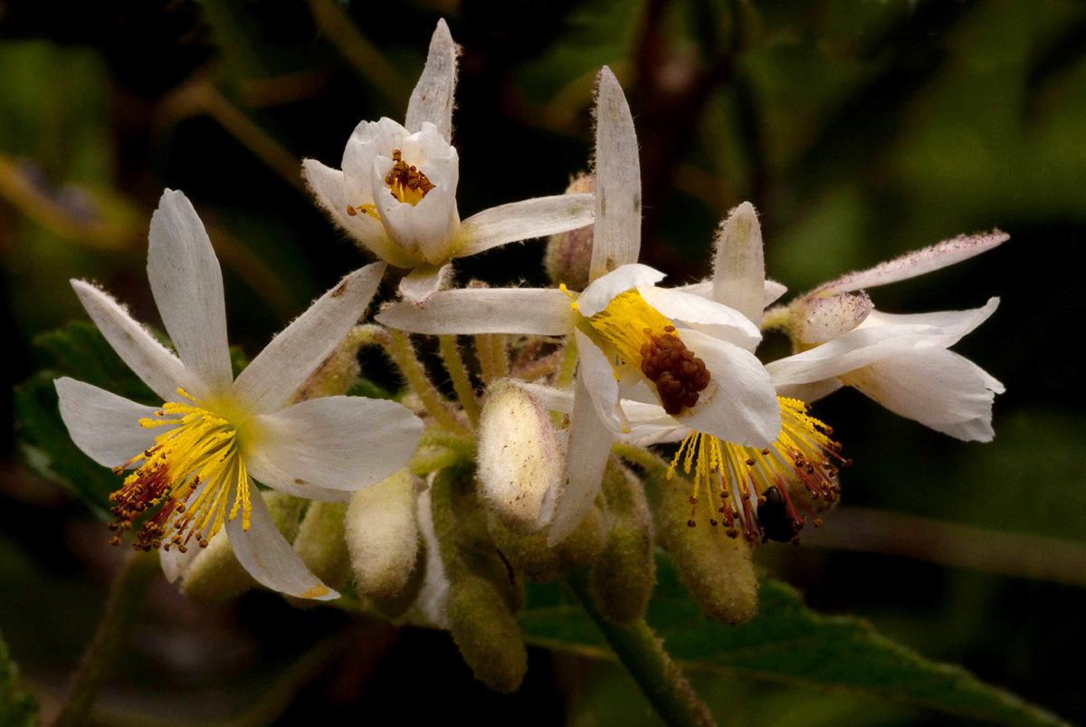 Sparrmannia ricinocarpa subsp. ricinocarpa Sparrmannia ricinocarpa subsp. ricinocarpa