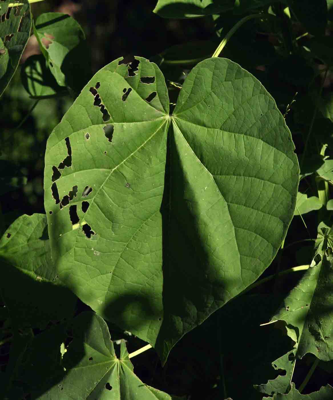 Abutilon angulatum var. angulatum