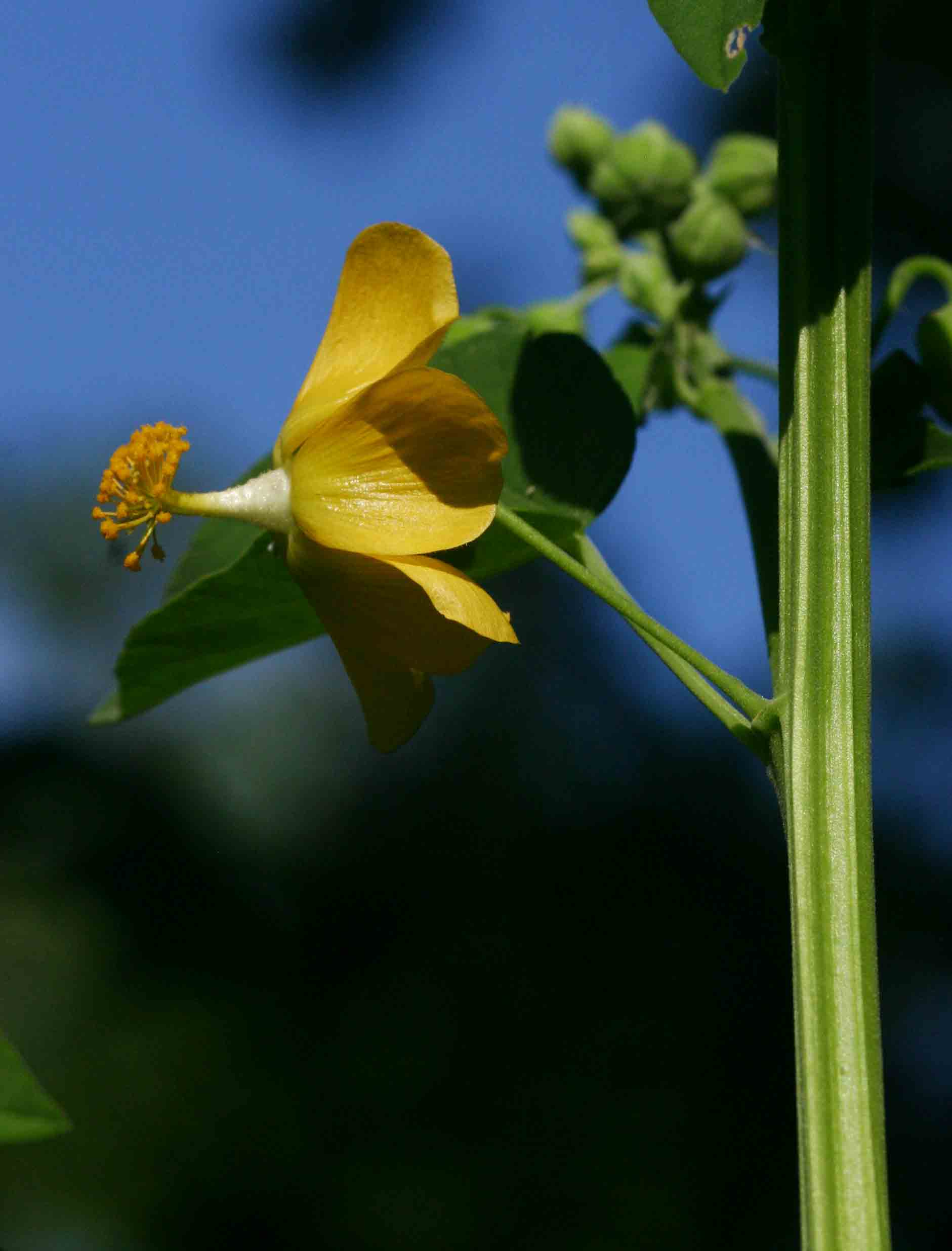 Abutilon angulatum var. angulatum Abutilon angulatum var. angulatum