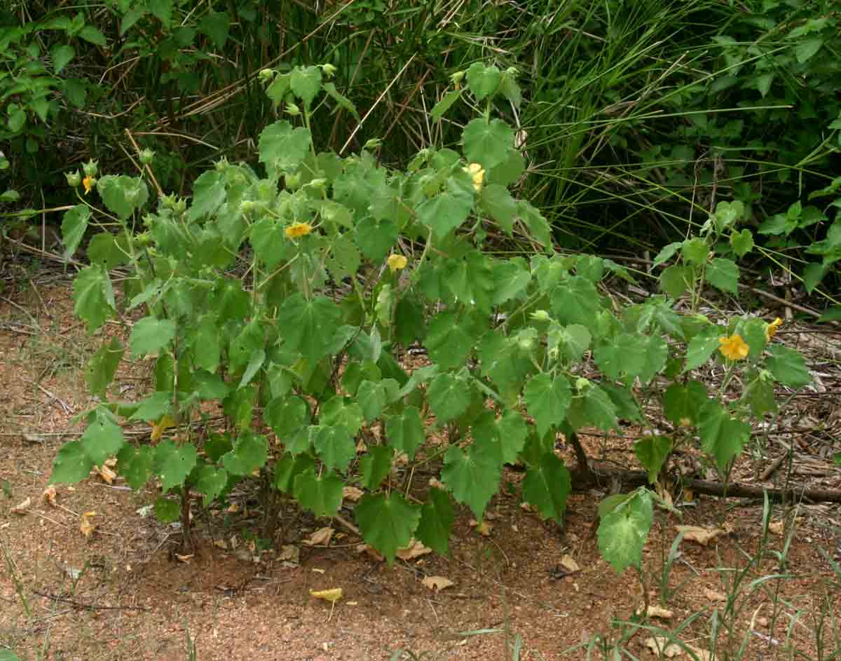 Abutilon grandiflorum Abutilon grandiflorum