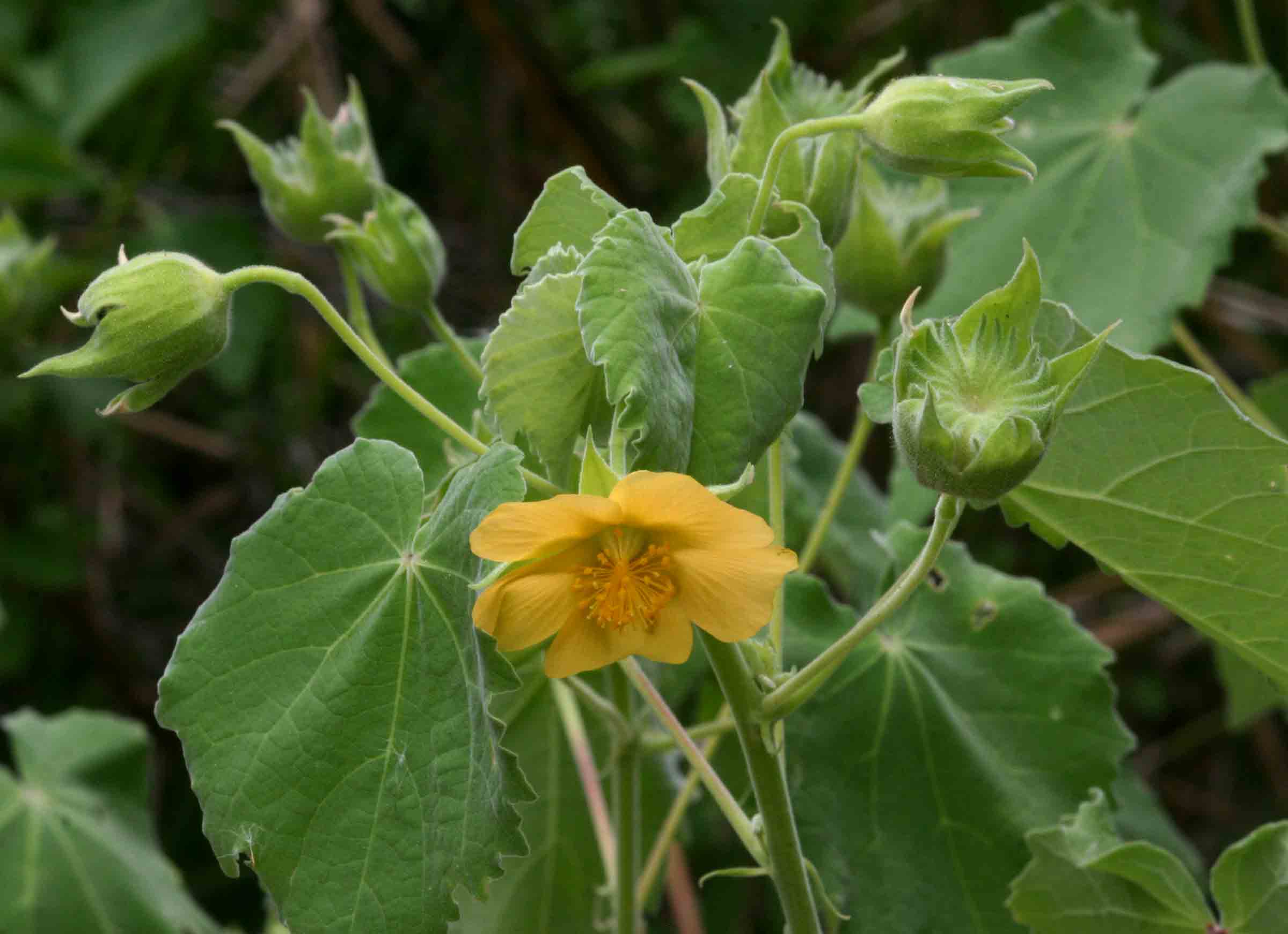 Abutilon grandiflorum Abutilon grandiflorum