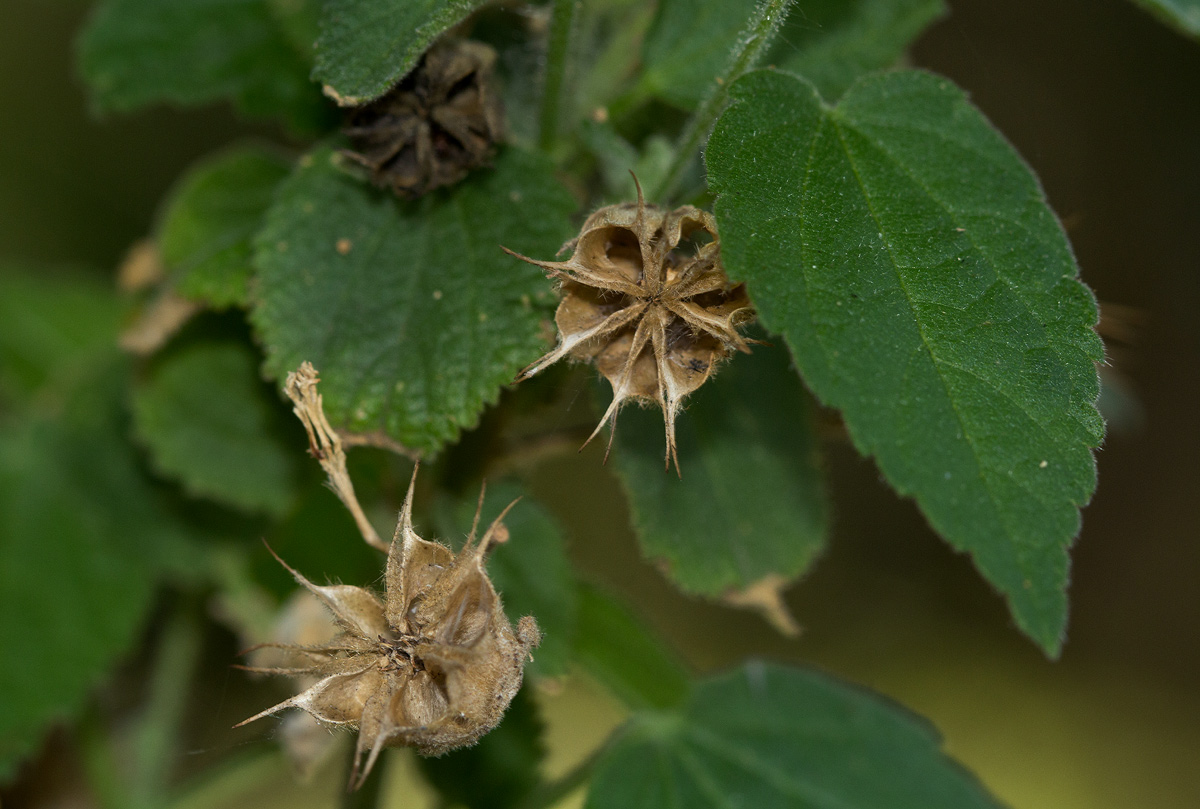 Abutilon ramosum Abutilon ramosum