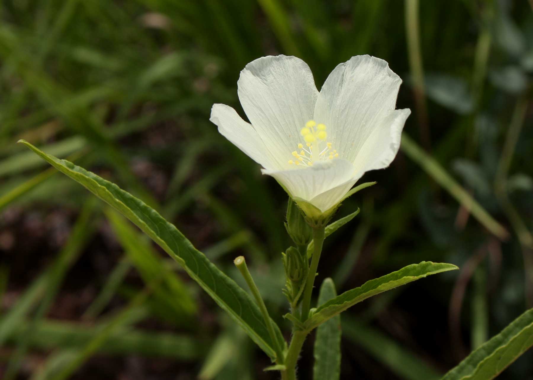 Hibiscus articulatus Hibiscus articulatus