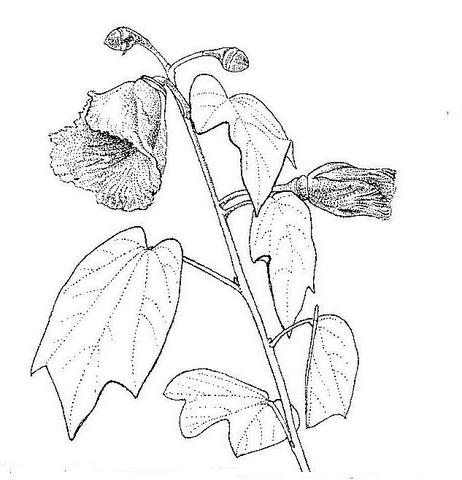 Thespesia garckeana Thespesia garckeana