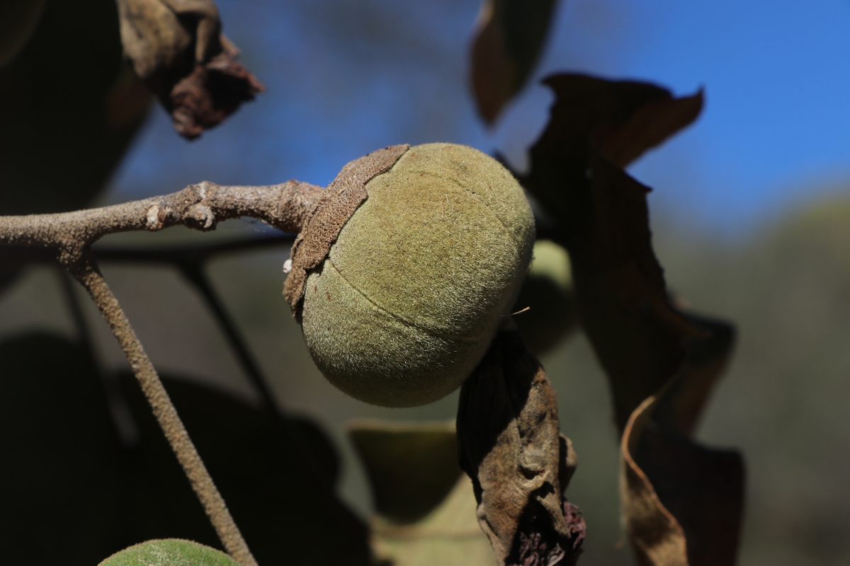 Thespesia garckeana Thespesia garckeana