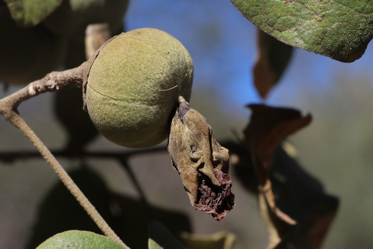 Thespesia garckeana Thespesia garckeana