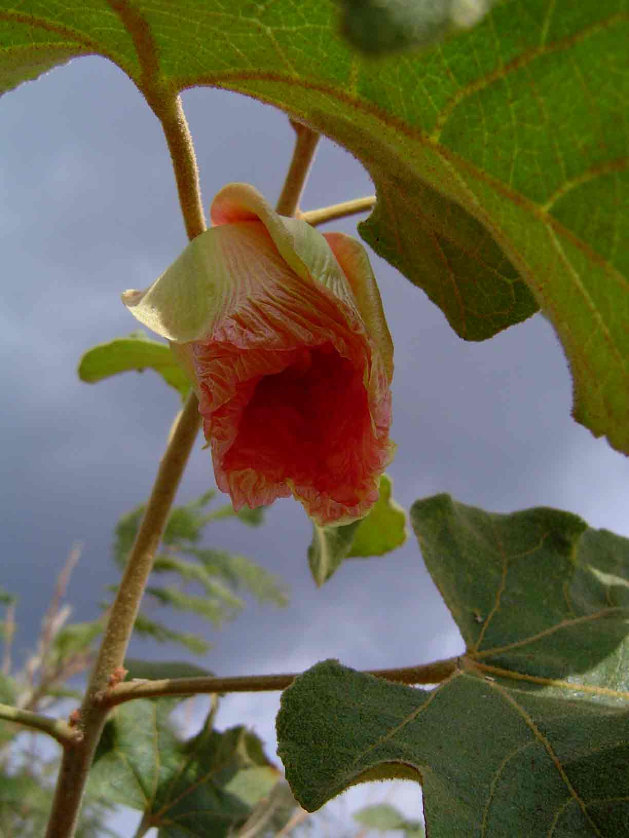 Thespesia garckeana Thespesia garckeana