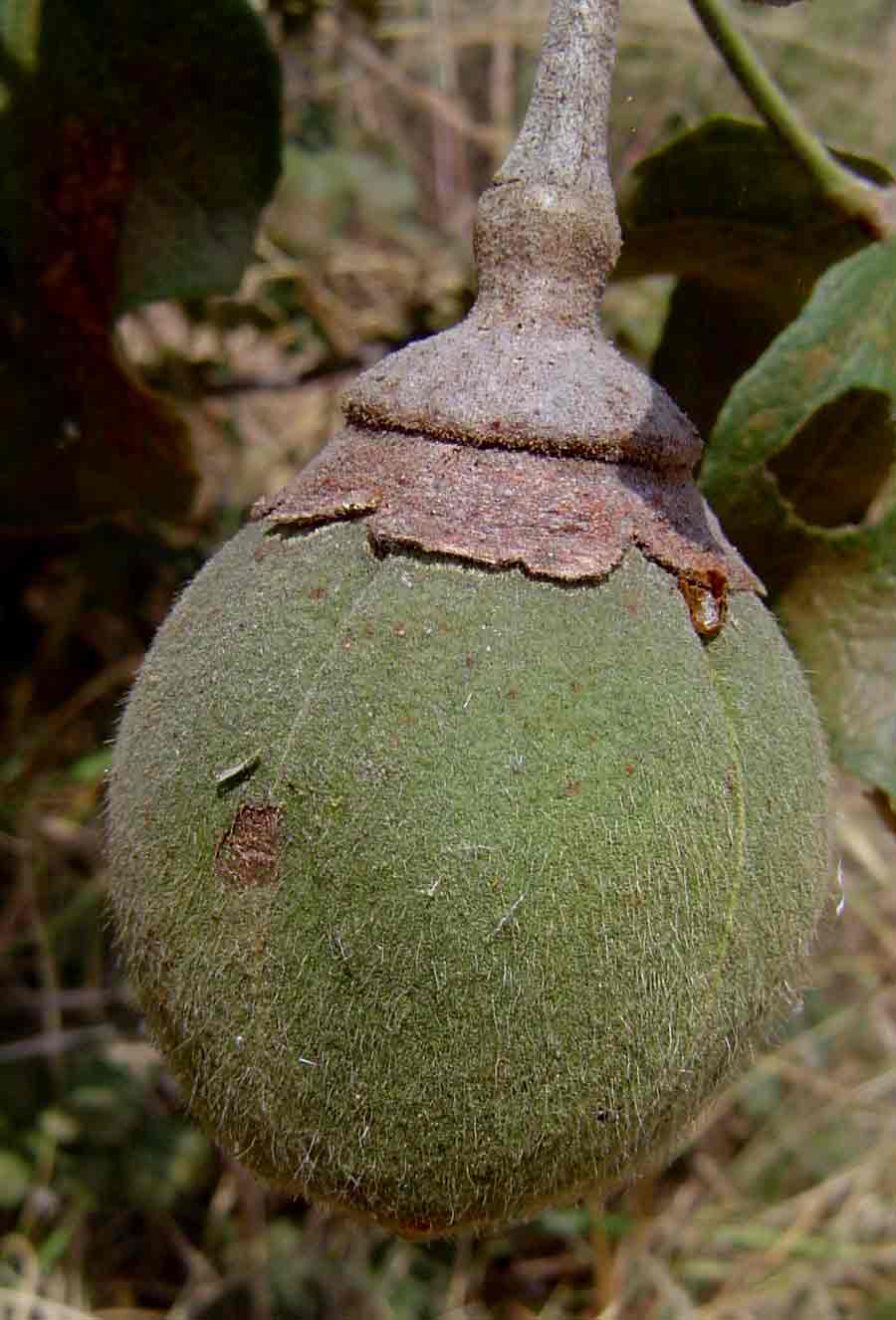 Thespesia garckeana Thespesia garckeana