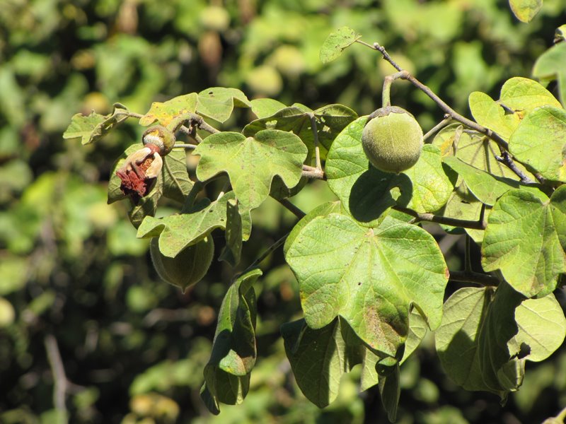 Thespesia garckeana Thespesia garckeana