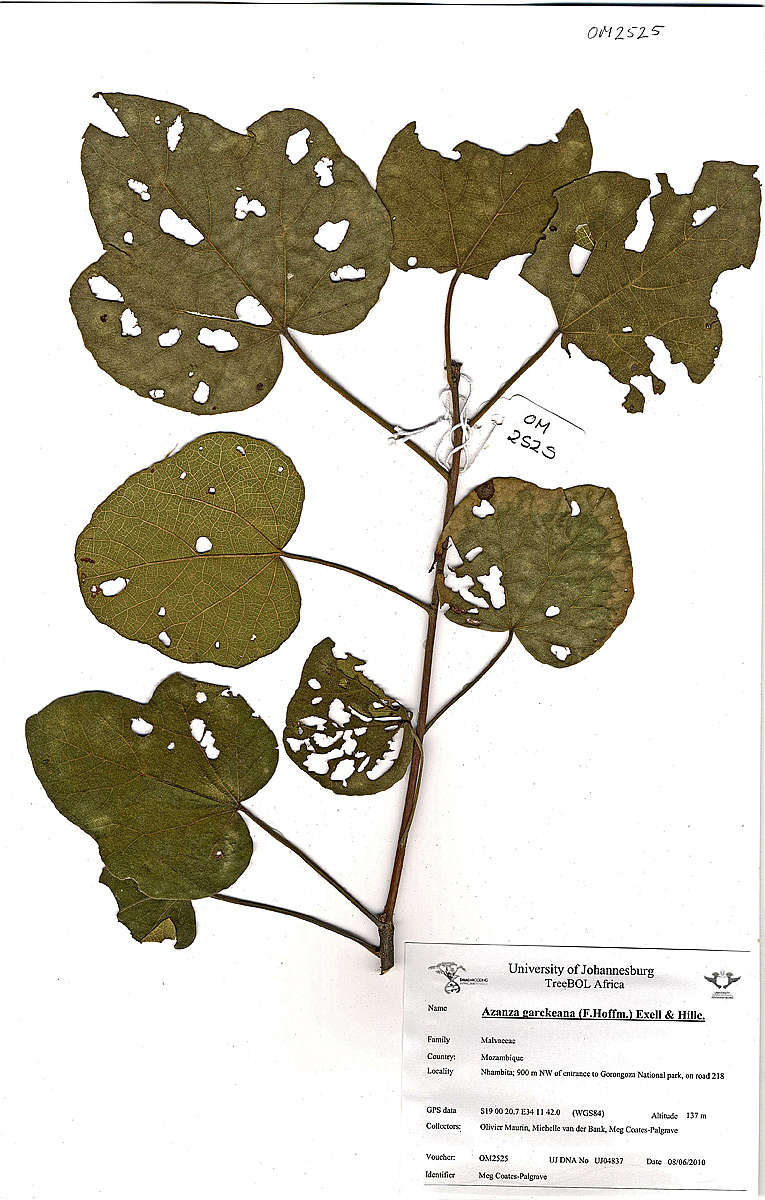 Thespesia garckeana Thespesia garckeana