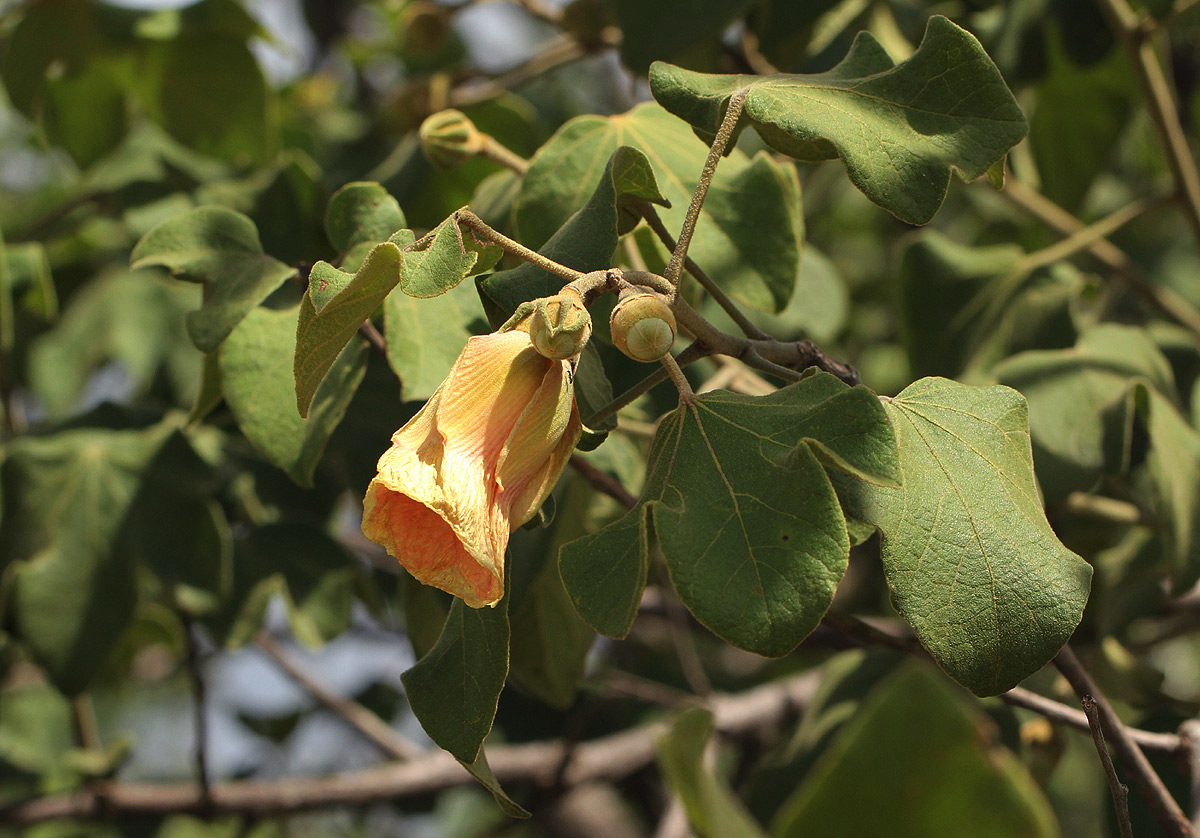 Thespesia garckeana Thespesia garckeana