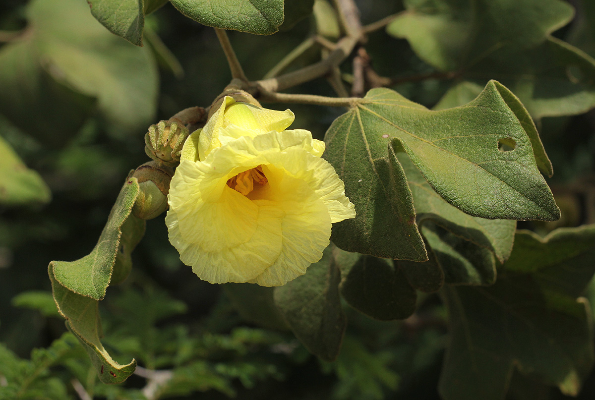 Thespesia garckeana Thespesia garckeana