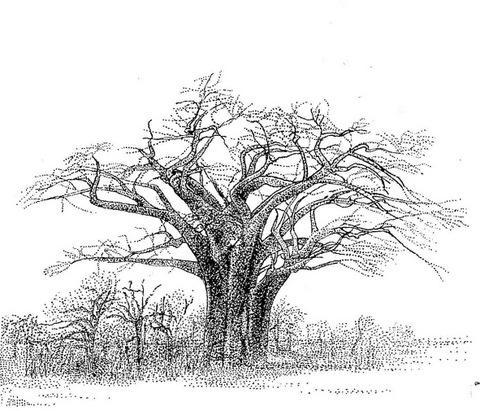 Adansonia digitata Adansonia digitata
