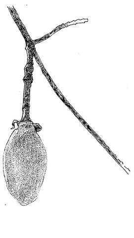 Adansonia digitata Adansonia digitata