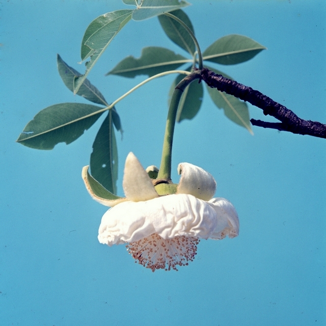 Adansonia digitata Adansonia digitata
