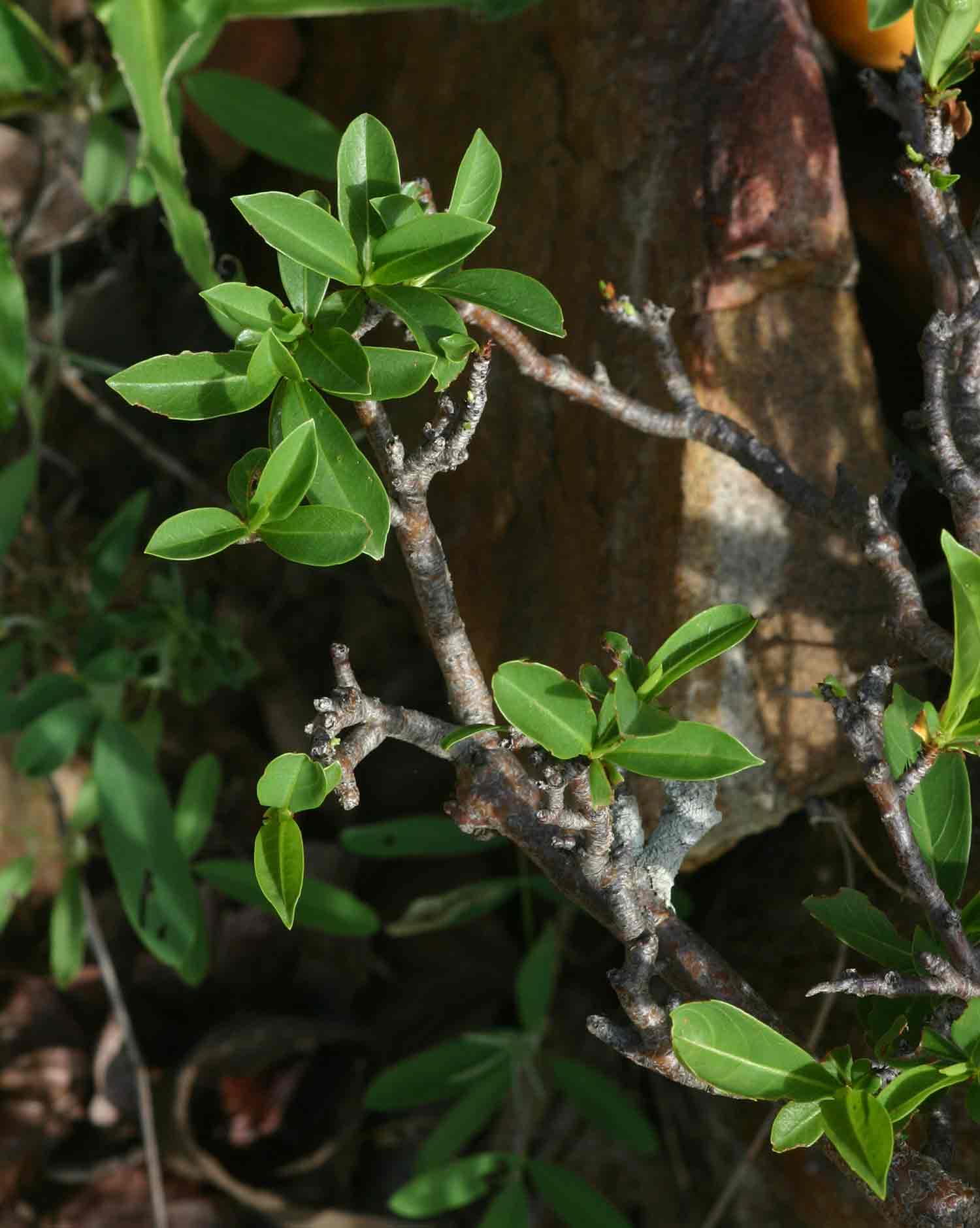 Adansonia digitata Adansonia digitata