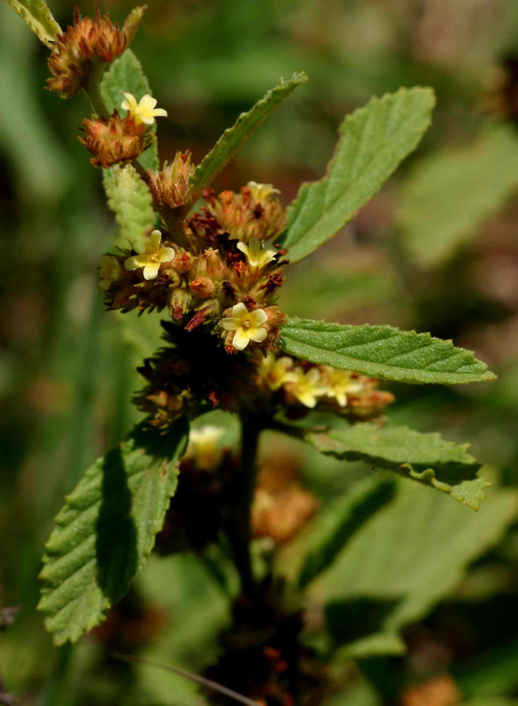 Waltheria indica Waltheria indica
