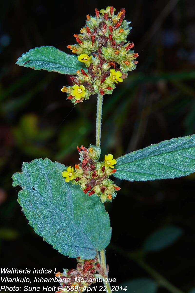 Waltheria indica Waltheria indica