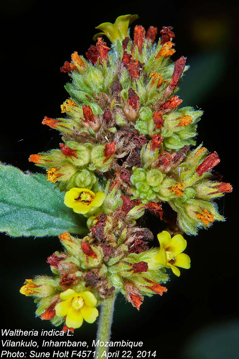 Waltheria indica Waltheria indica