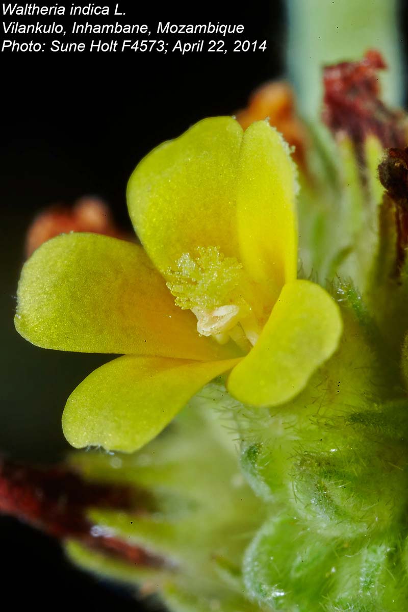 Waltheria indica Waltheria indica