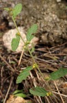 Waltheria indica