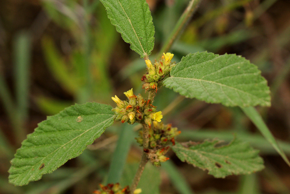Waltheria indica Waltheria indica