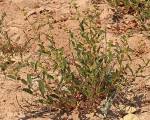 Waltheria indica