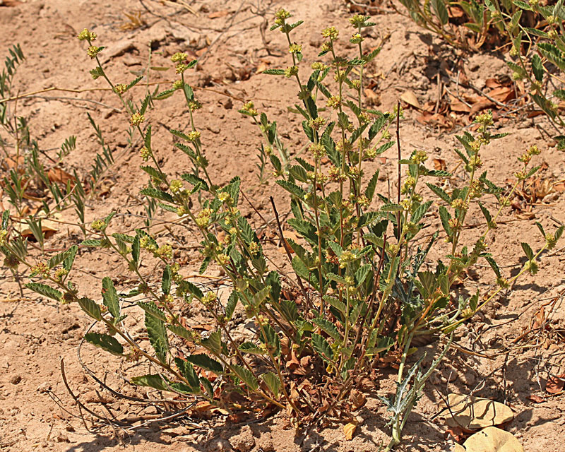 Waltheria indica Waltheria indica