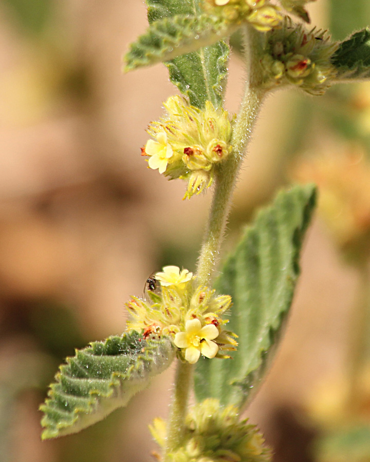 Waltheria indica Waltheria indica