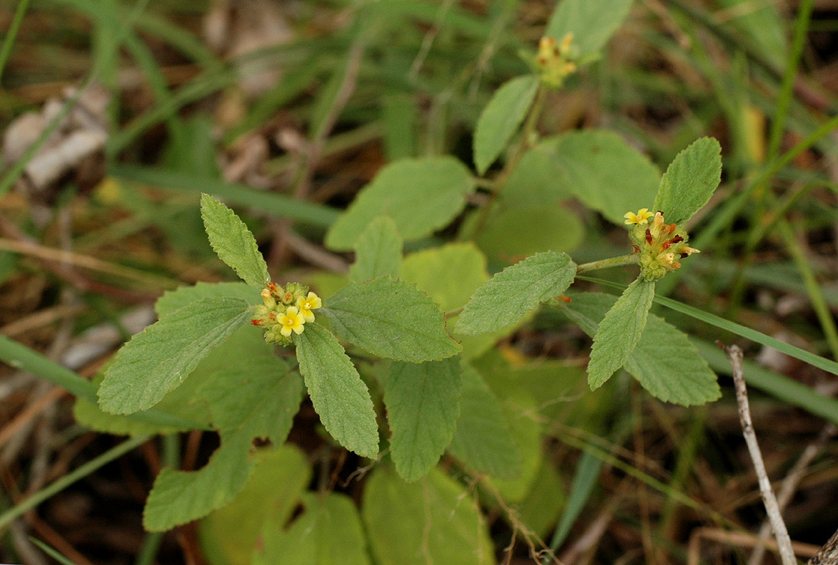Waltheria indica Waltheria indica