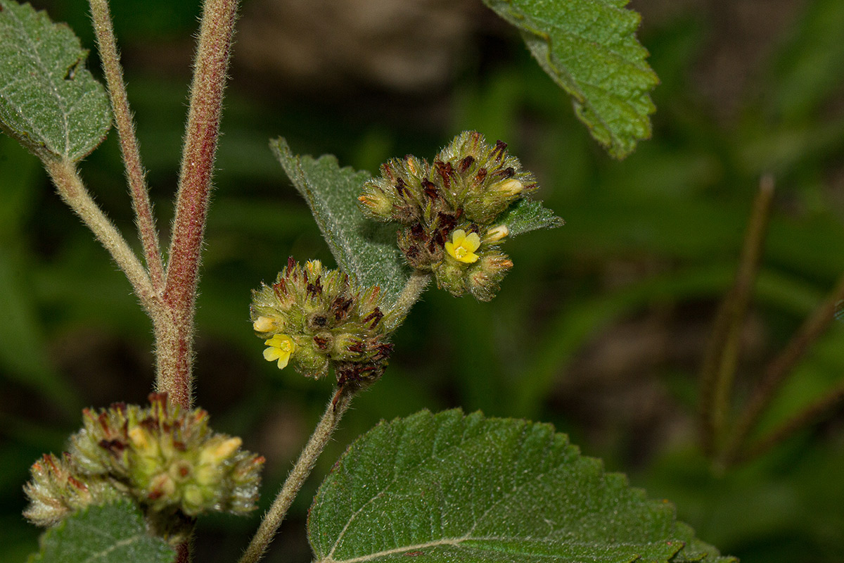Waltheria indica Waltheria indica