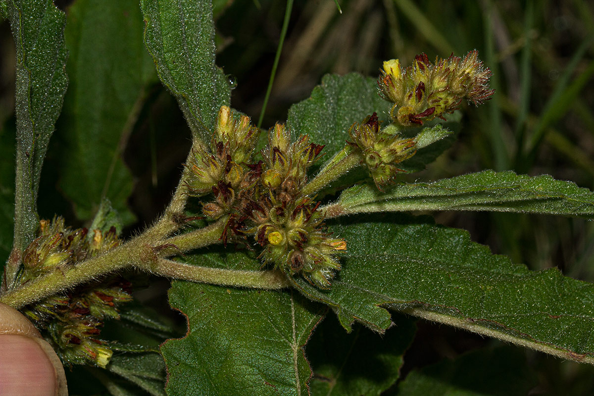 Waltheria indica Waltheria indica