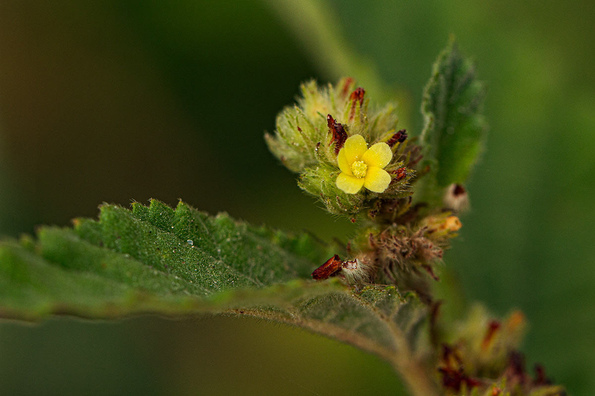 Waltheria indica Waltheria indica