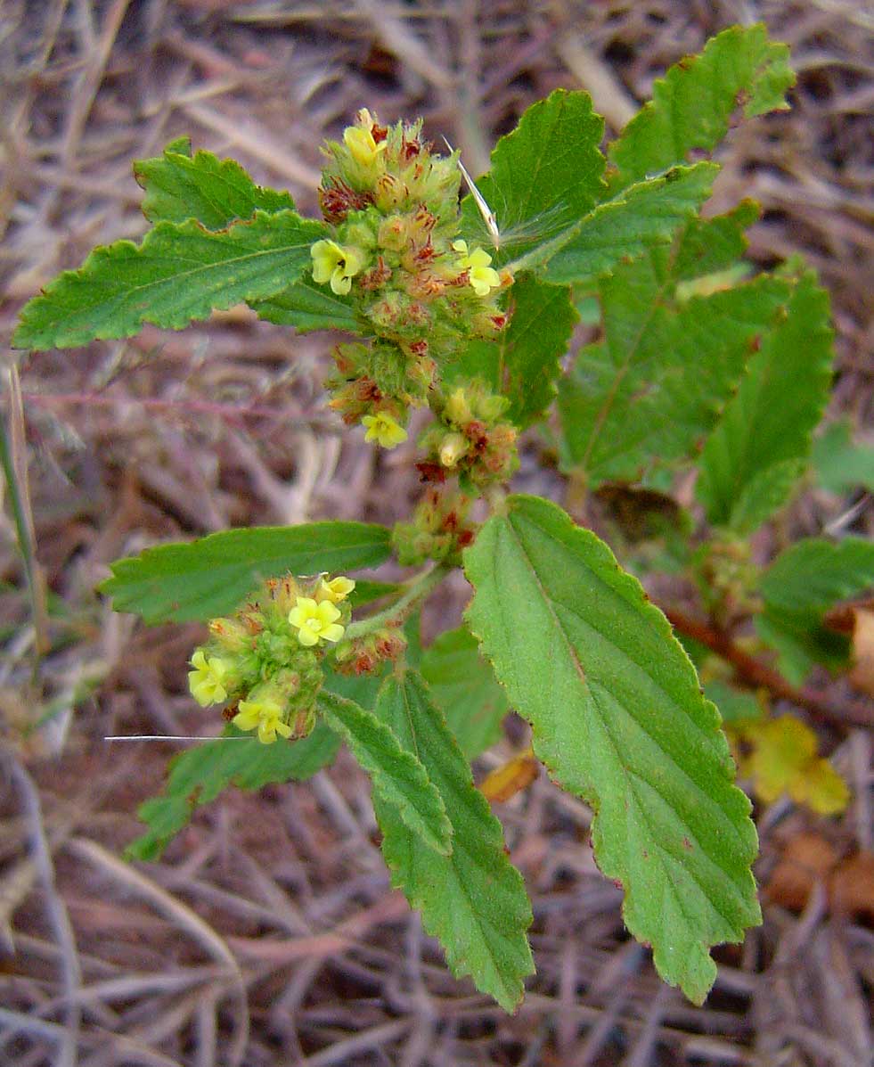 Waltheria indica Waltheria indica