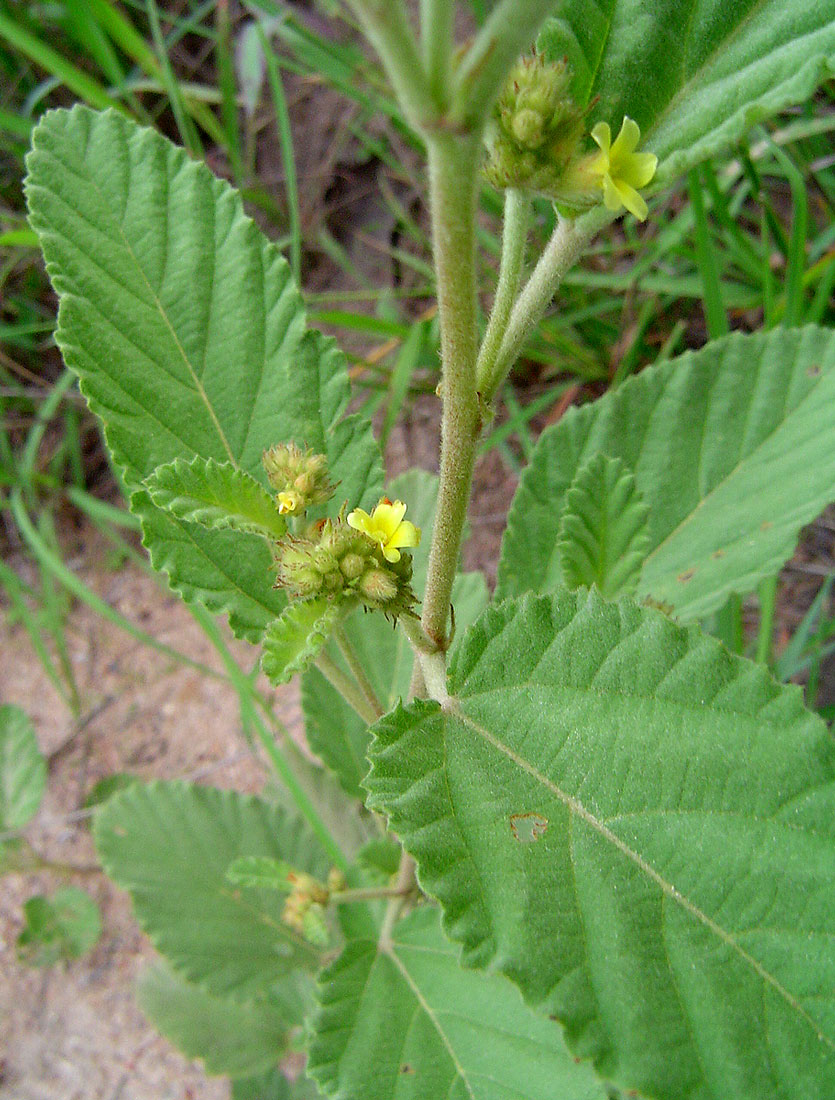 Waltheria indica Waltheria indica
